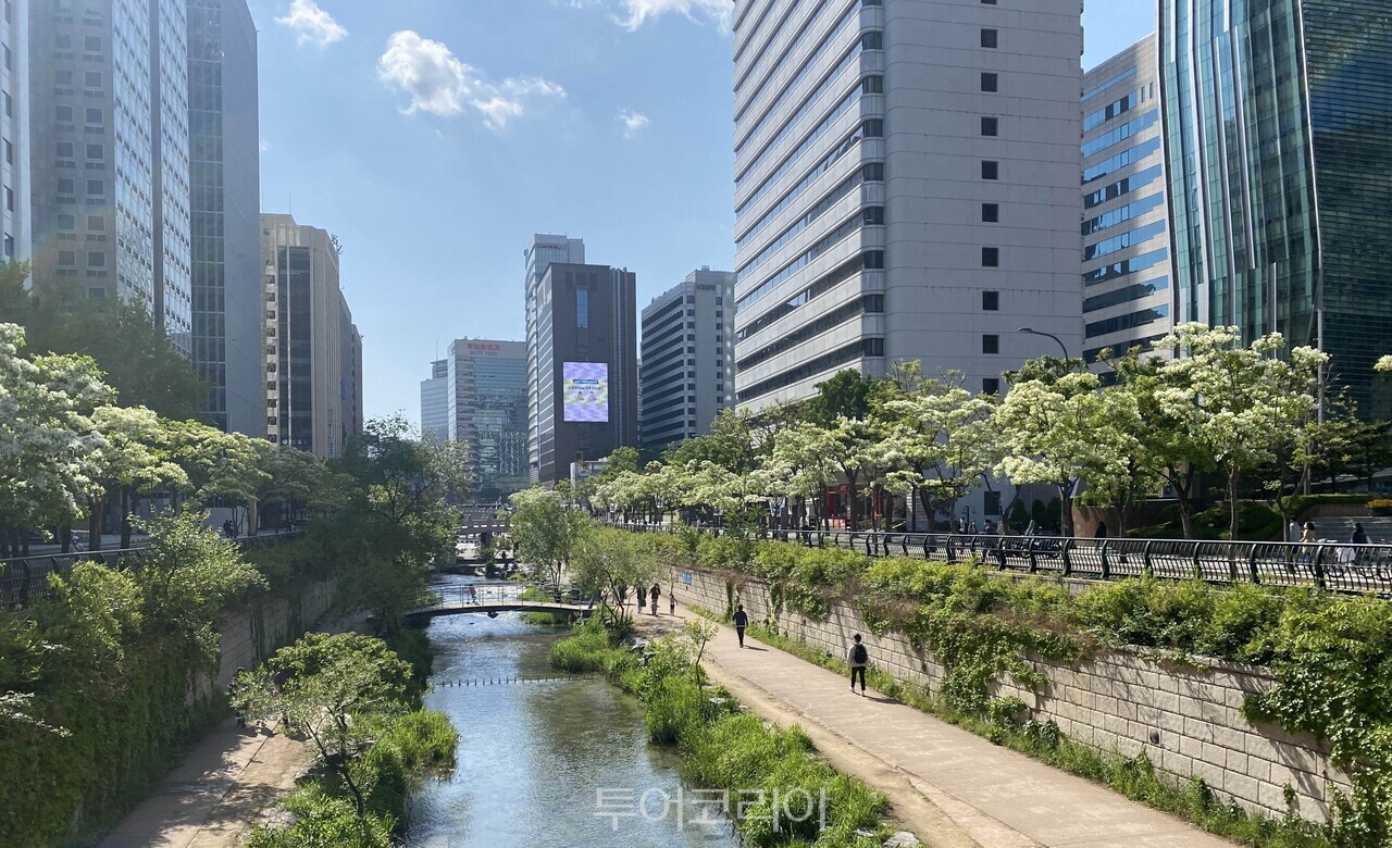 서울 종로구 관철동 청계천 이팝나무길 / 사진-산림청