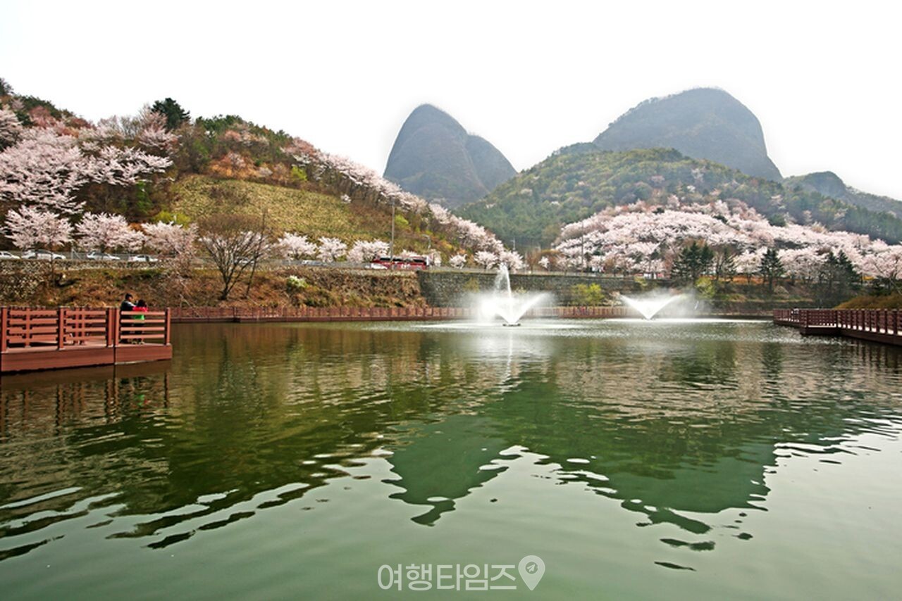 마이산 벚꽃 / 사진=게티이미지뱅크