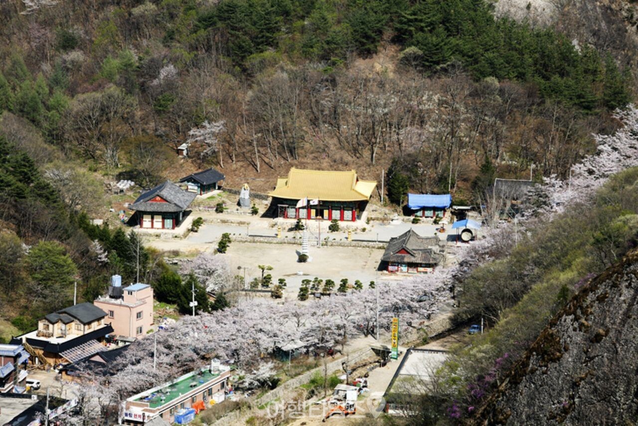 마이산 벚꽃 / 사진=게티이미지뱅크