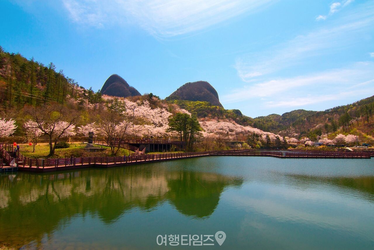 마이산 벚꽃 / 사진=게티이미지뱅크