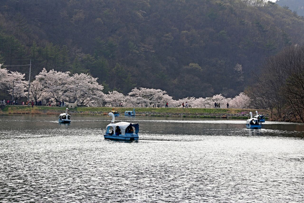 마이산 벚꽃 / 사진=게티이미지뱅크
