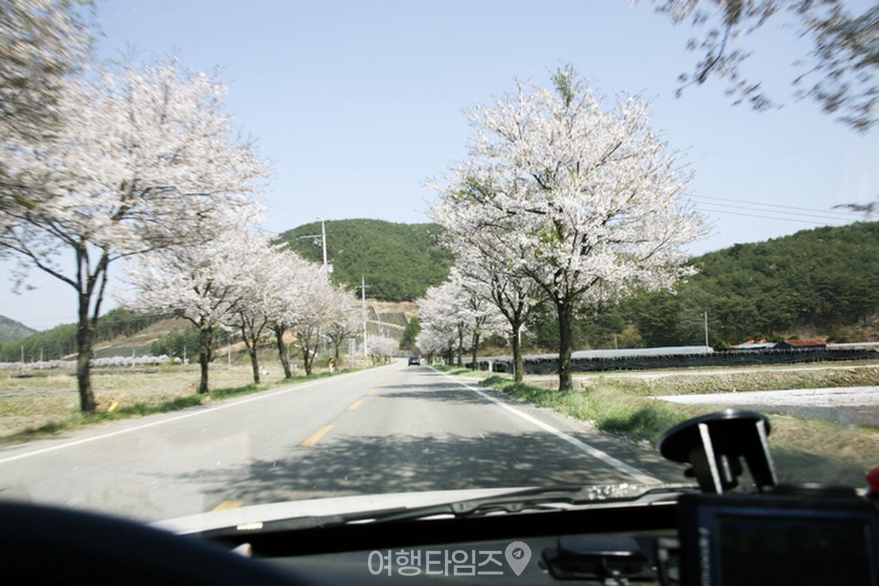 마이산 벚꽃 / 사진=게티이미지뱅크