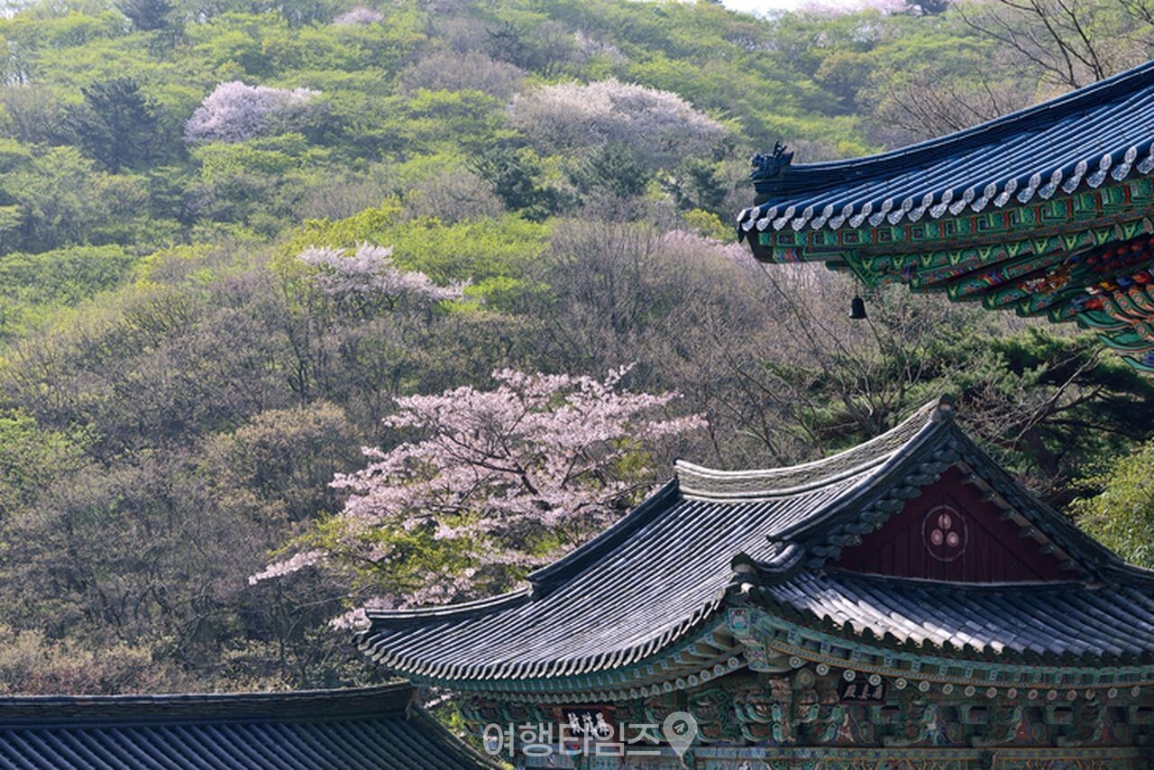 불국사 겹벚꽃 / 사진=게티이미지뱅크