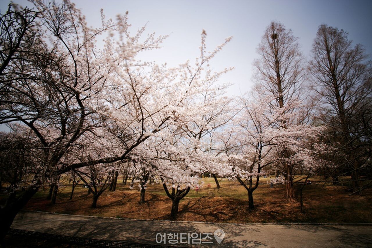 불국사 겹벚꽃 / 사진=게티이미지뱅크