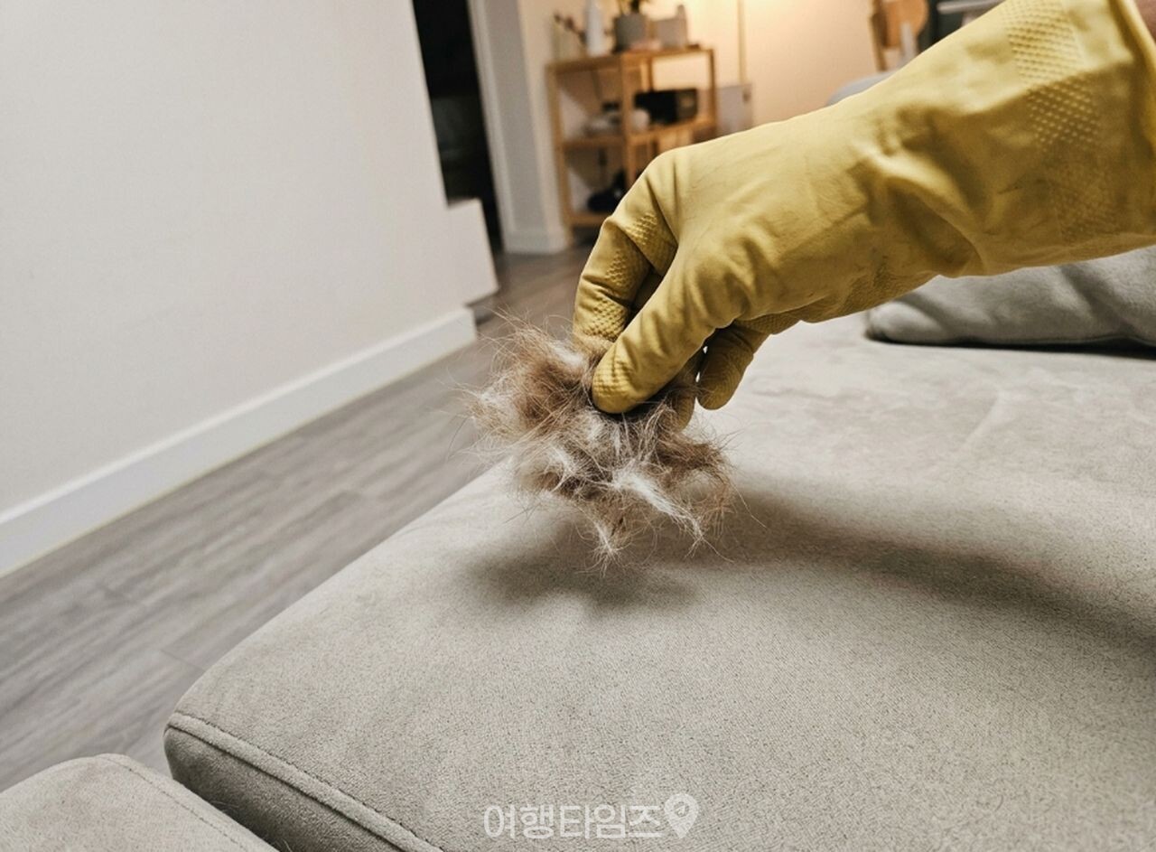 패브릭 쇼파 털 청소 / 사진=여행타임즈
