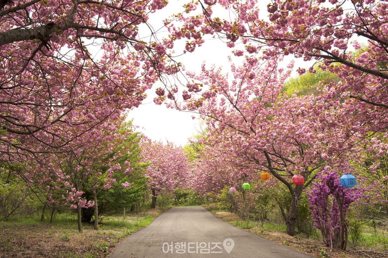 개심사 벚꽃 / 사진=게티이미지뱅크