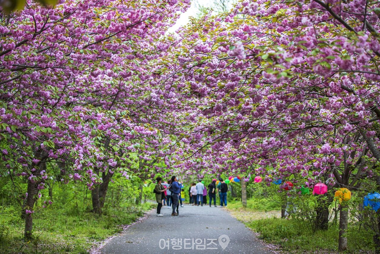 개심사 벚꽃 / 사진=게티이미지뱅크