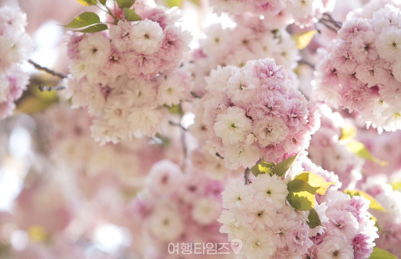 개심사 벚꽃 / 사진=게티이미지뱅크