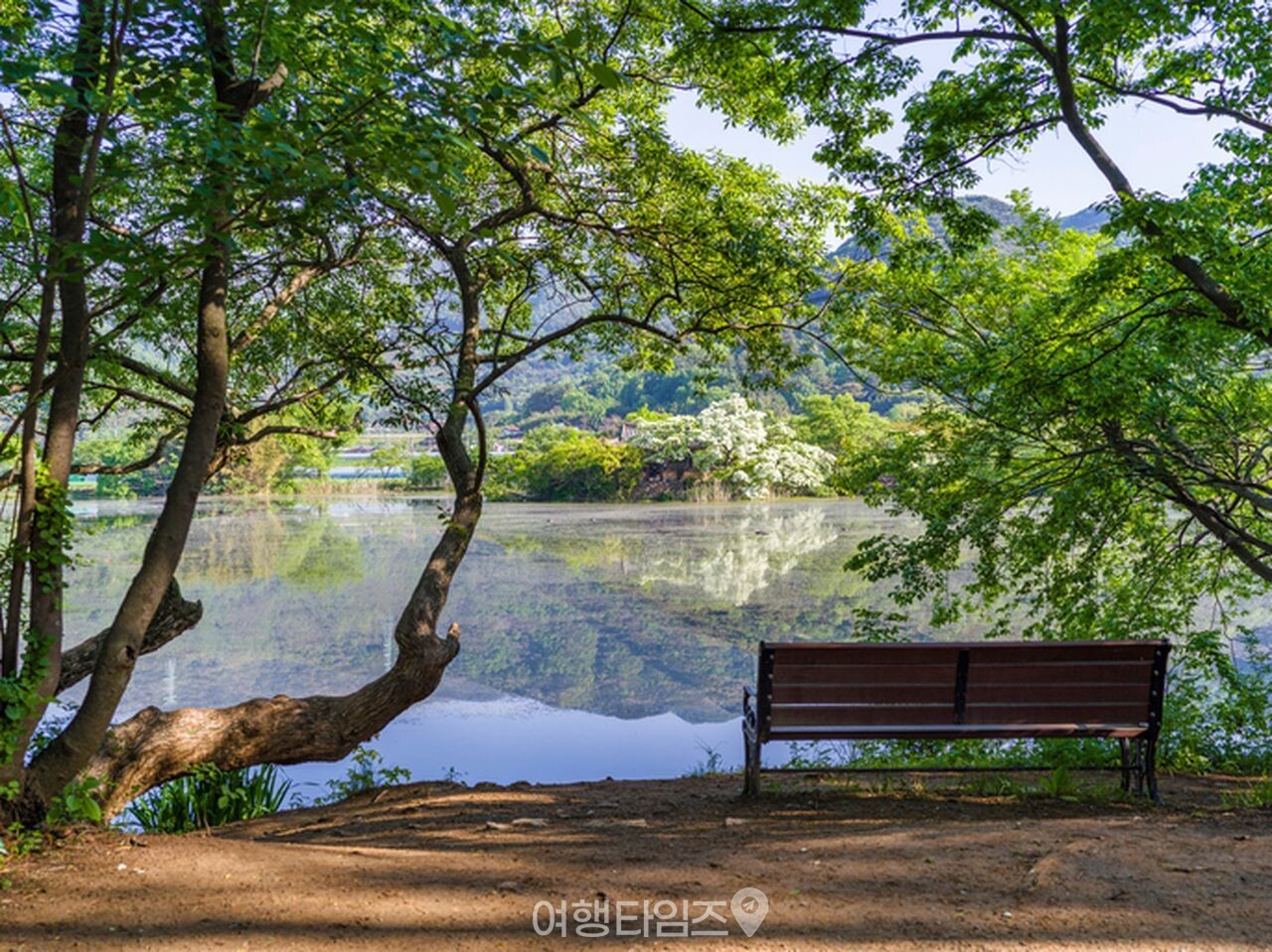 밀양 위양지 이팝나무 / 사진=게티이미지뱅크