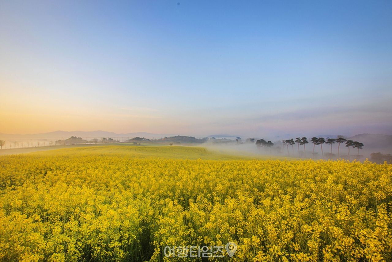 제주 유채 명소 / 사진=게티이미지뱅크