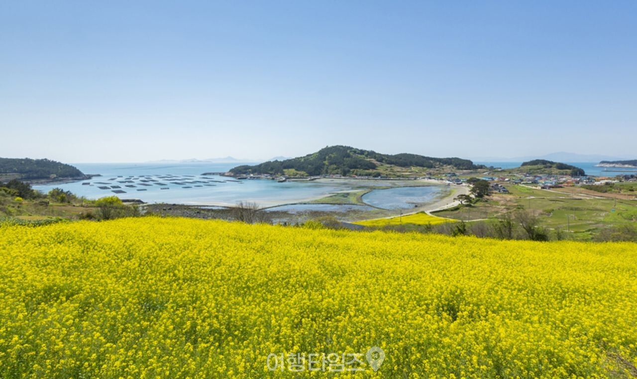 청산도 슬로길 유채꽃 / 사진=게티이미지뱅크