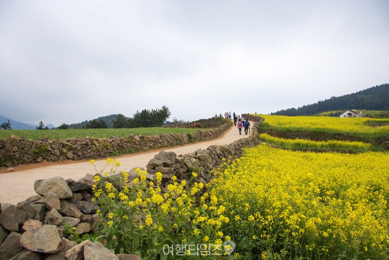청산도 슬로길 유채꽃 / 사진=게티이미지뱅크