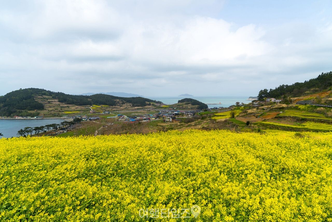 청산도 슬로길 유채꽃 / 사진=게티이미지뱅크
