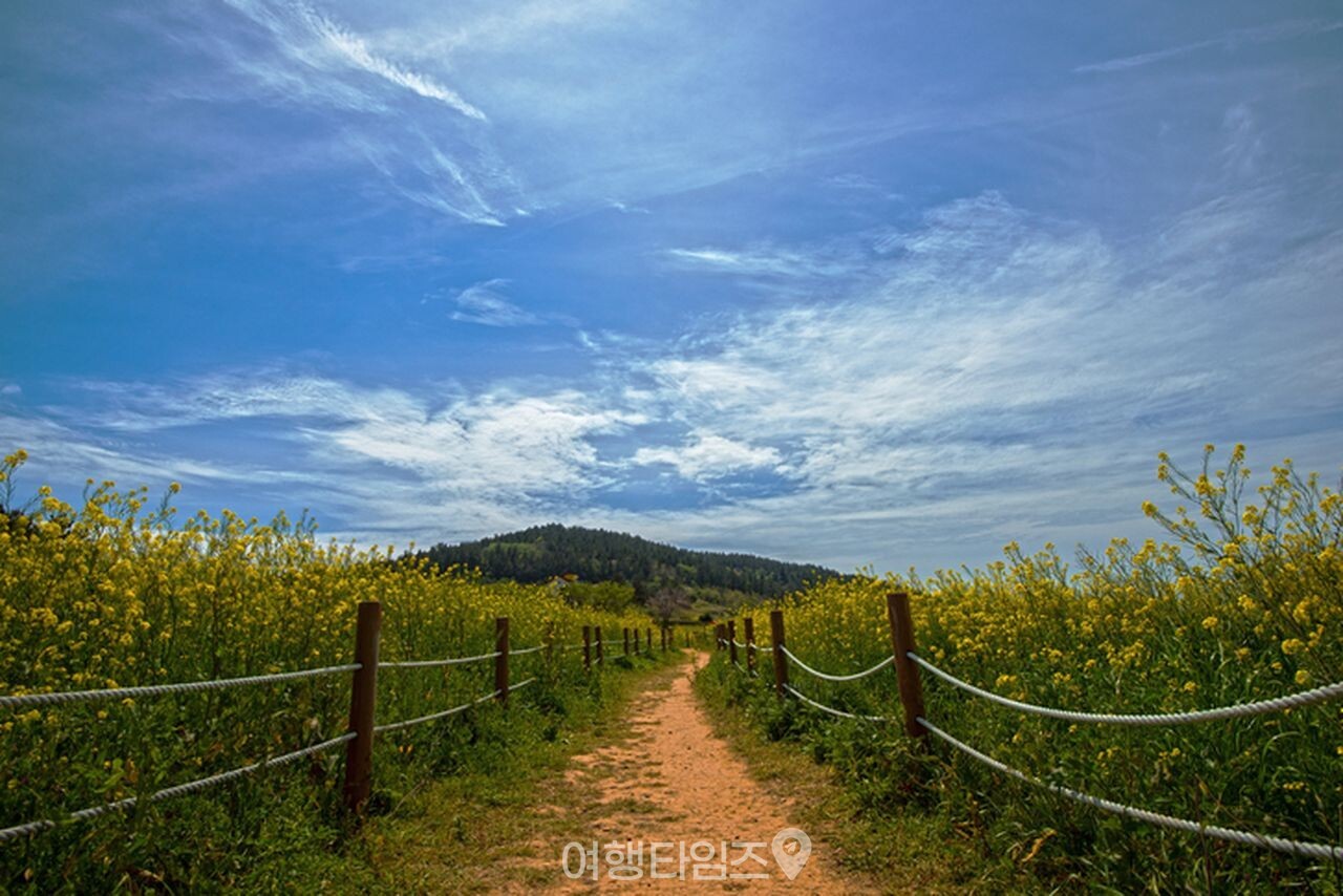 청산도 슬로길 유채꽃 / 사진=게티이미지뱅크