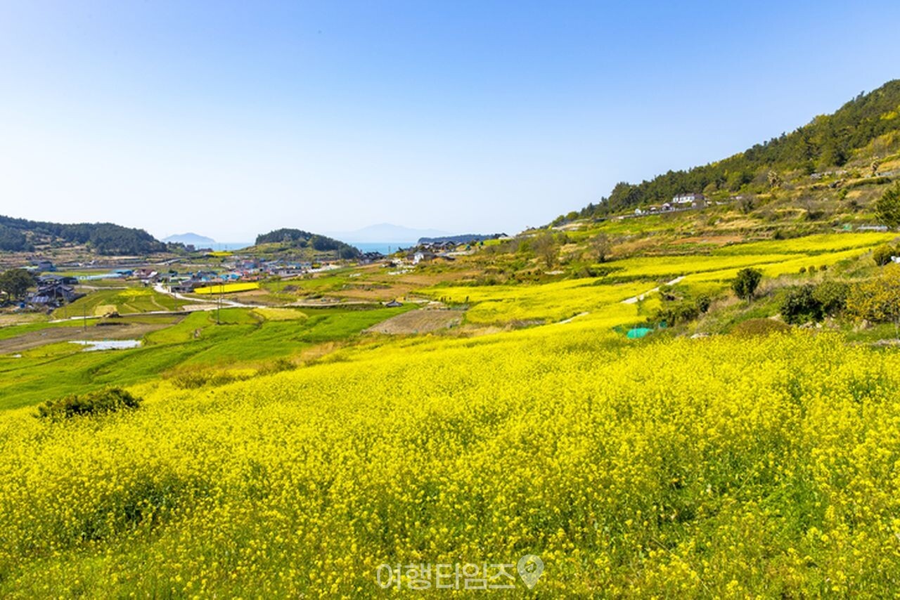 청산도 슬로길 유채꽃 / 사진=게티이미지뱅크