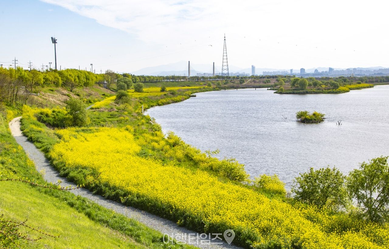 나주 영산강정원 유채꽃 / 사진=게티이미지뱅크
