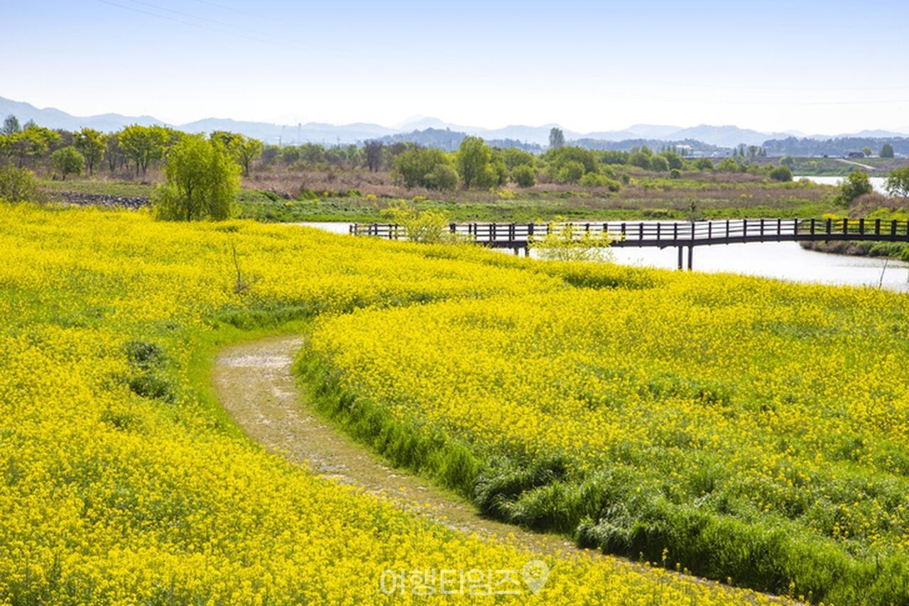 나주 영산강정원 유채꽃 / 사진=게티이미지뱅크