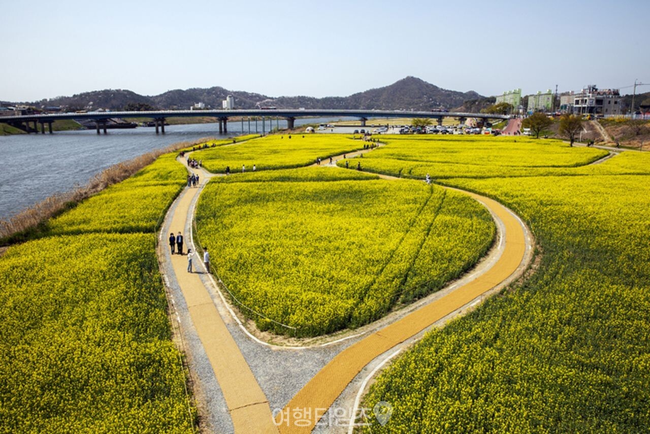 나주 영산강정원 유채꽃 / 사진=게티이미지뱅크