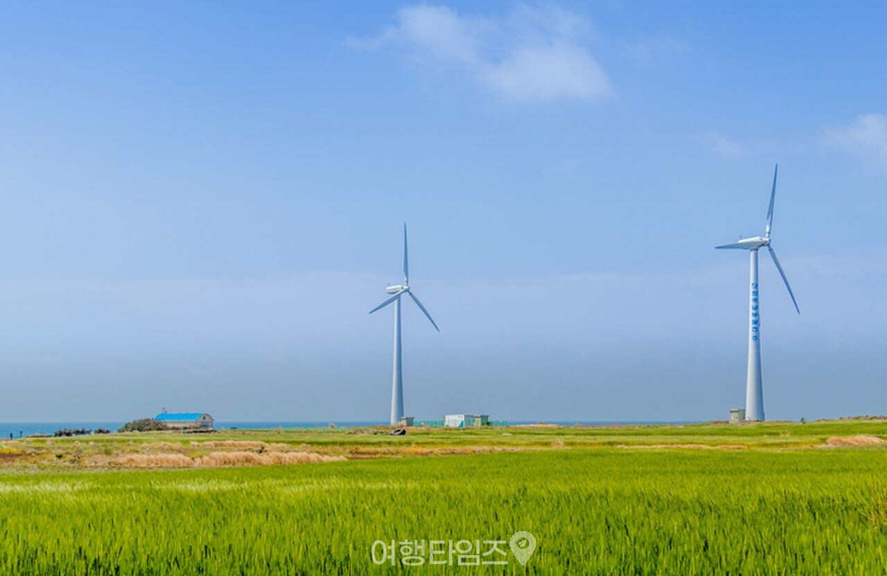 제주 가파도 청보리밭 / 사진=게티이미지뱅크