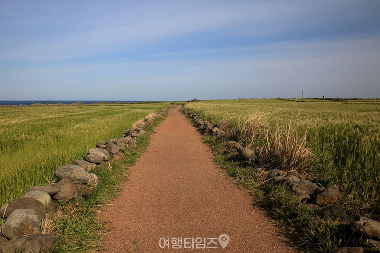제주 가파도 청보리밭 / 사진=게티이미지뱅크