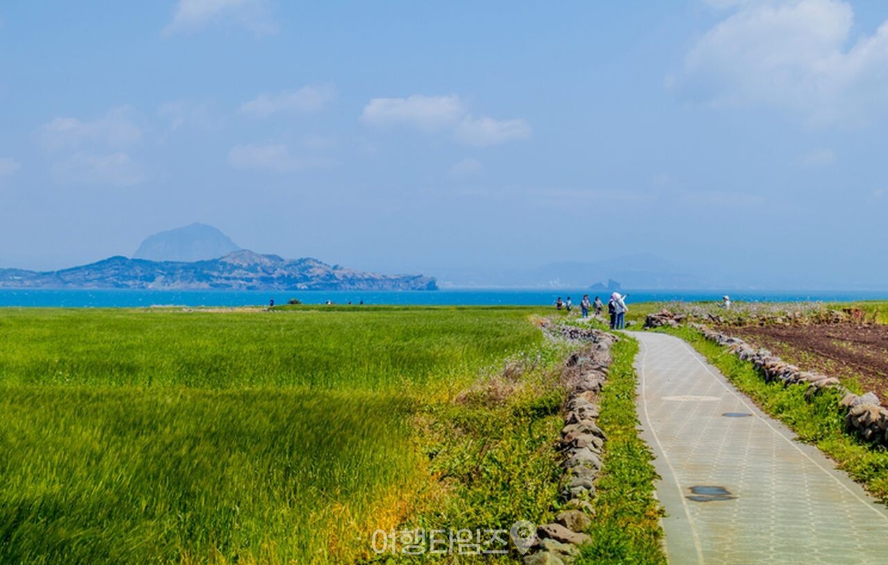 제주 가파도 청보리밭 / 사진=게티이미지뱅크