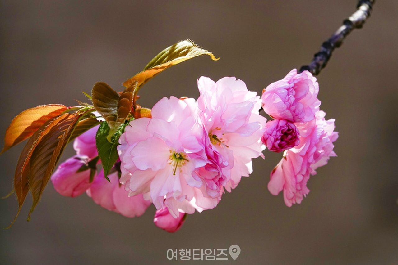 보라매공원 / 사진=게티이미지뱅크