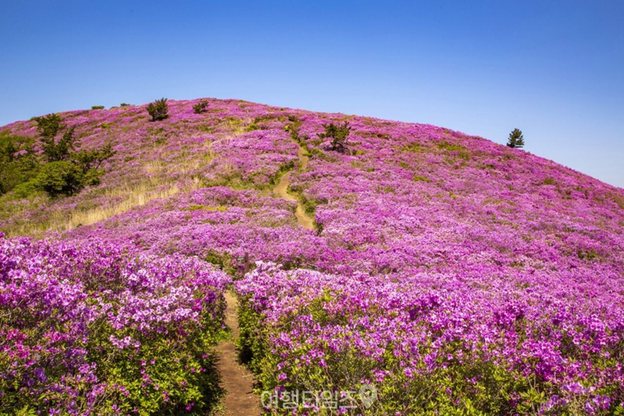 보성 일림산 철쭉 / 사진=게티이미지뱅크