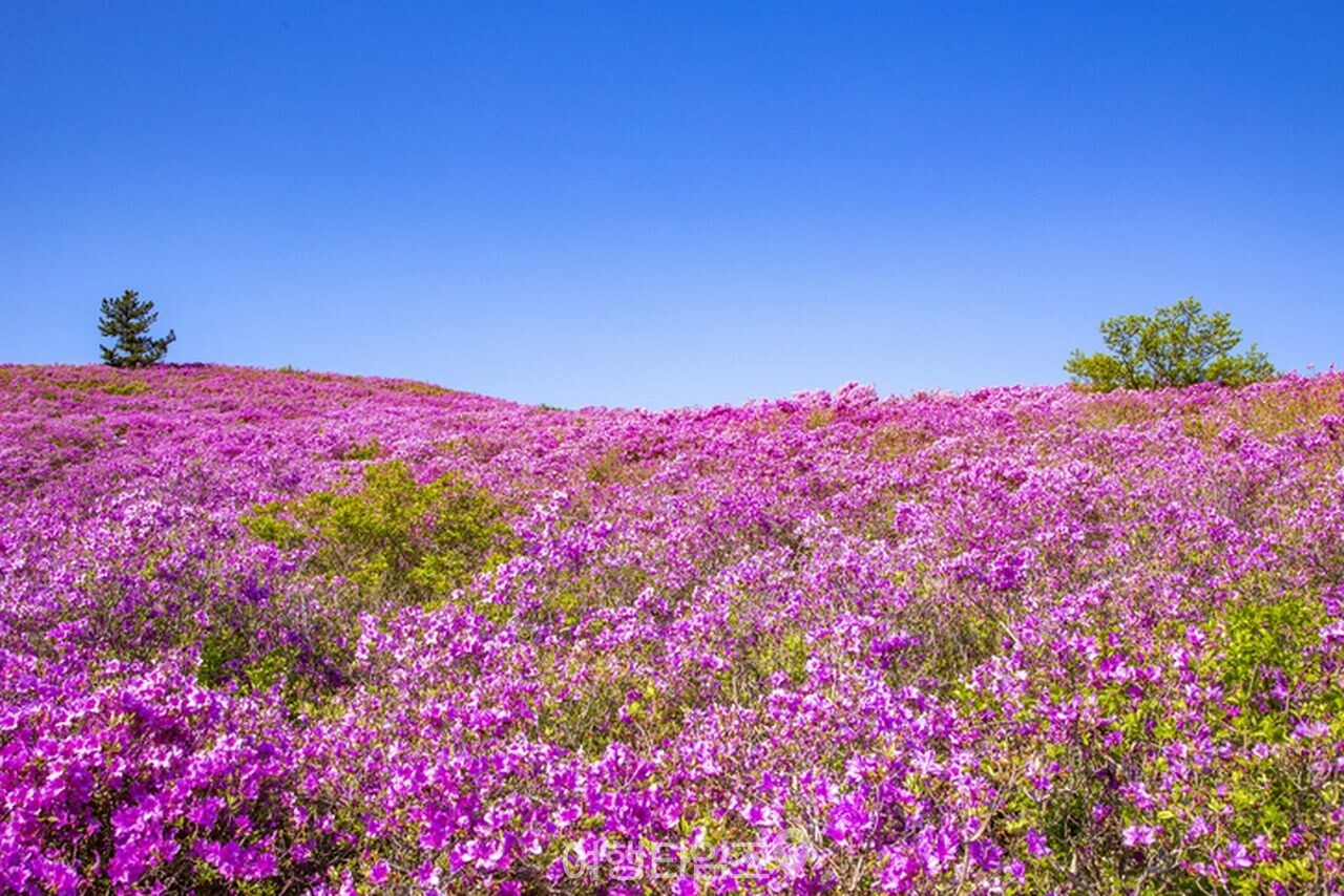 보성 일림산 철쭉 / 사진=게티이미지뱅크