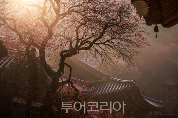 사진 / 전문가 부문 우수상(우수상_끝자락의 미)