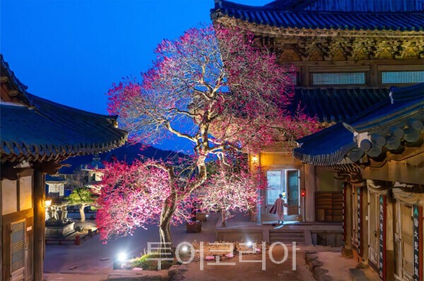 사진 / 전문가 부문 최우수상상(이재형_화엄사 홍매화 아래 새벽 예불에 피어난 서원)