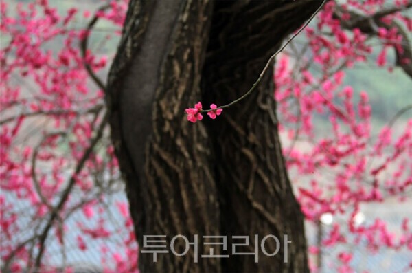 사진 / 전문가 부문 대상(곽윤섭_정적속의 개화)