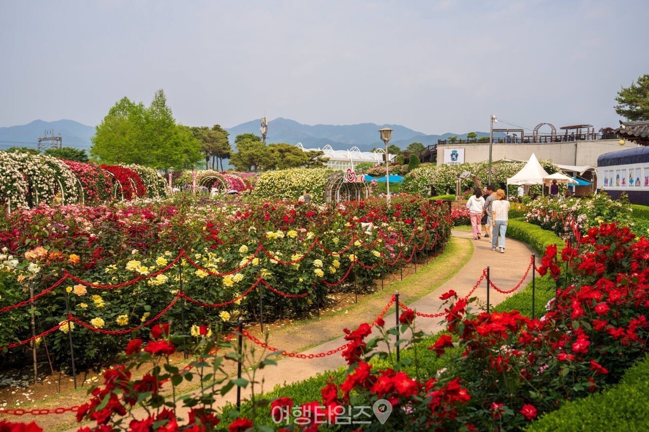 곡성 세계장미축제 / 한국관광공사-김지호