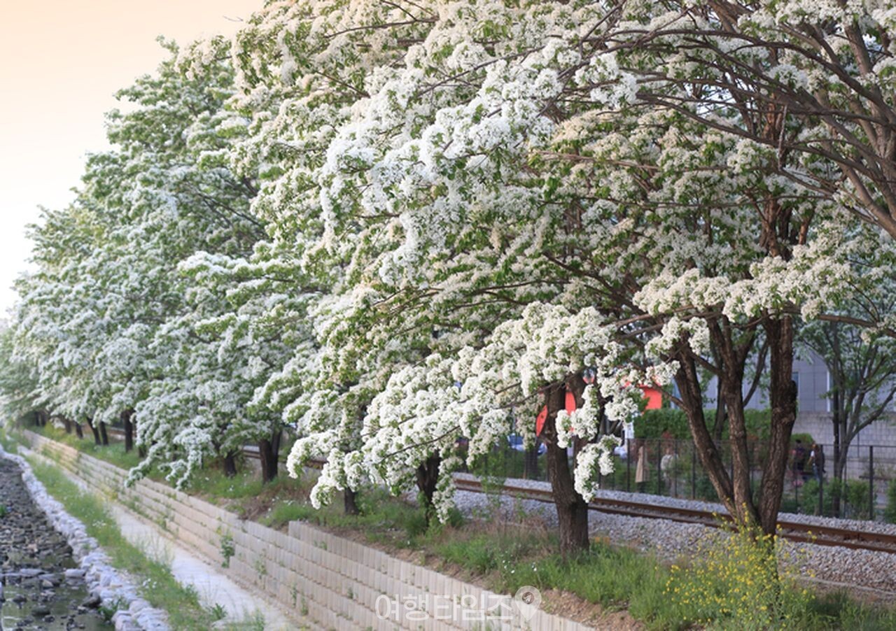 팔복동 이팝나무 철길 / 사진=게티이미지뱅크
