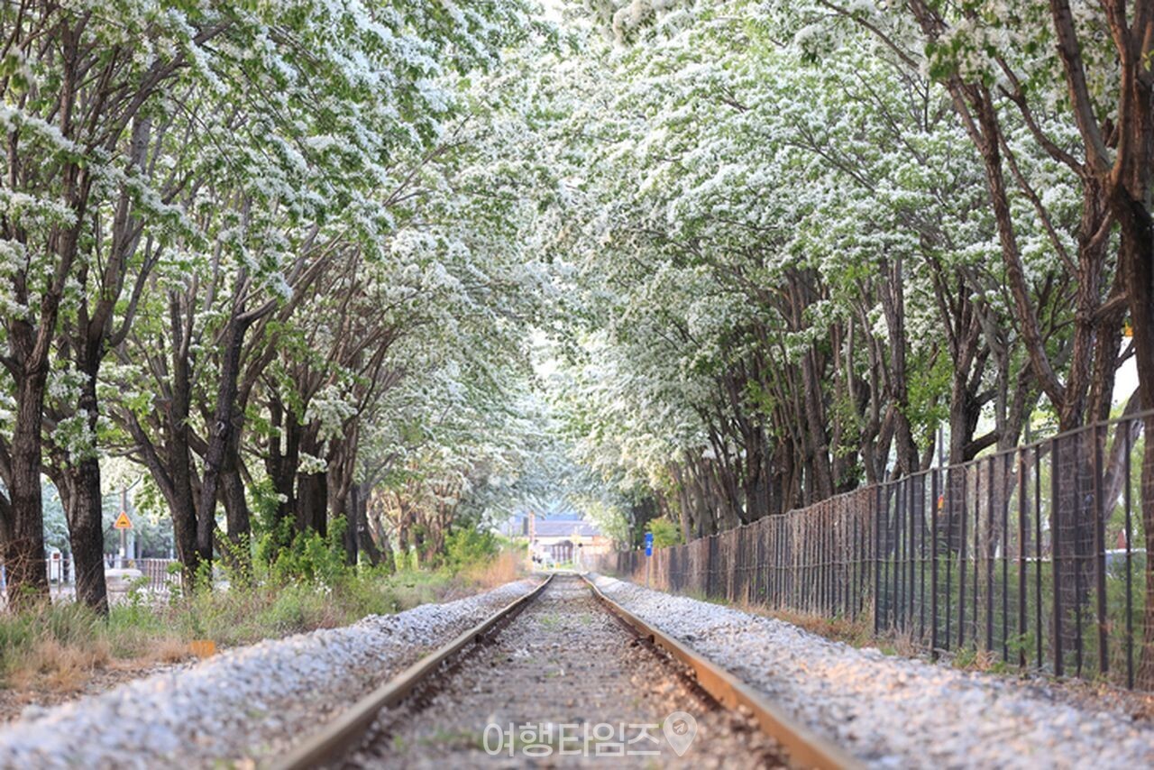 팔복동 이팝나무 철길 / 사진=게티이미지뱅크
