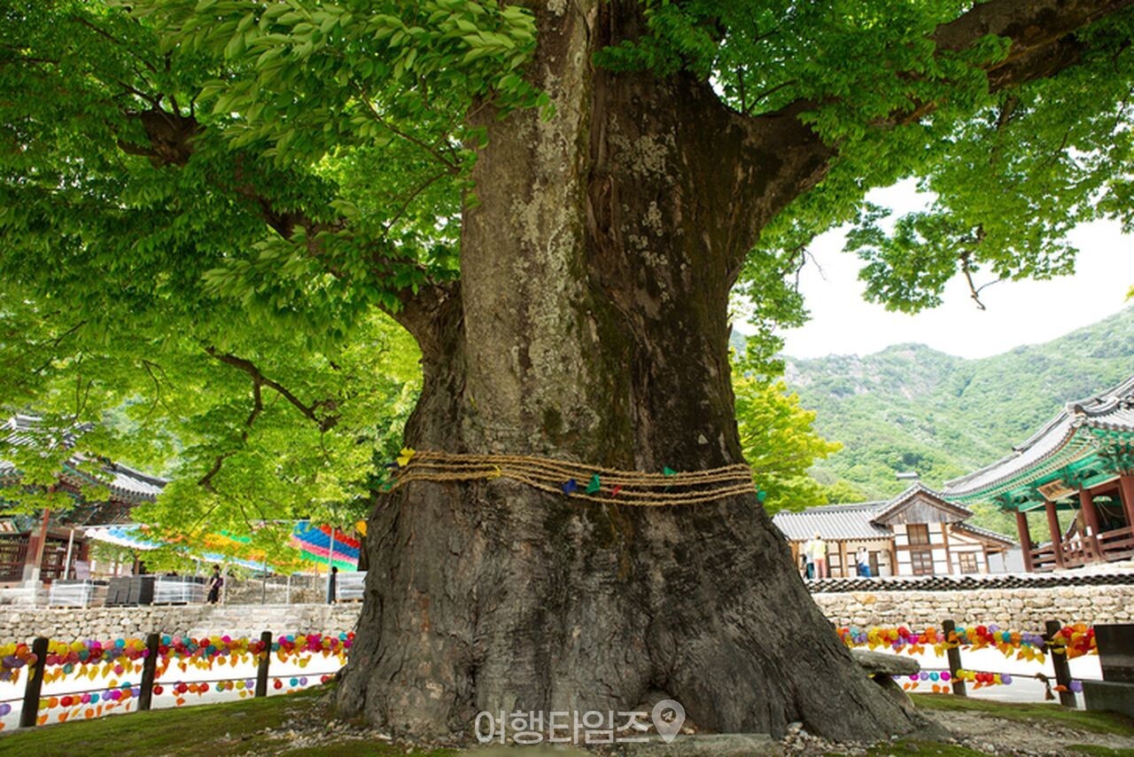 부안 내소사 사찰 여행지 / 사진=게티이미지뱅크