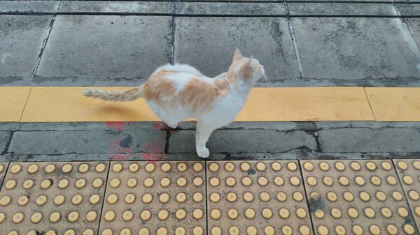 ⓒ게티이미지뱅크(튀르키예 고양이)