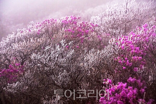 덕유산 중봉의 털진달래와 상고대_사진 / 투어코리아 유지훈 기자