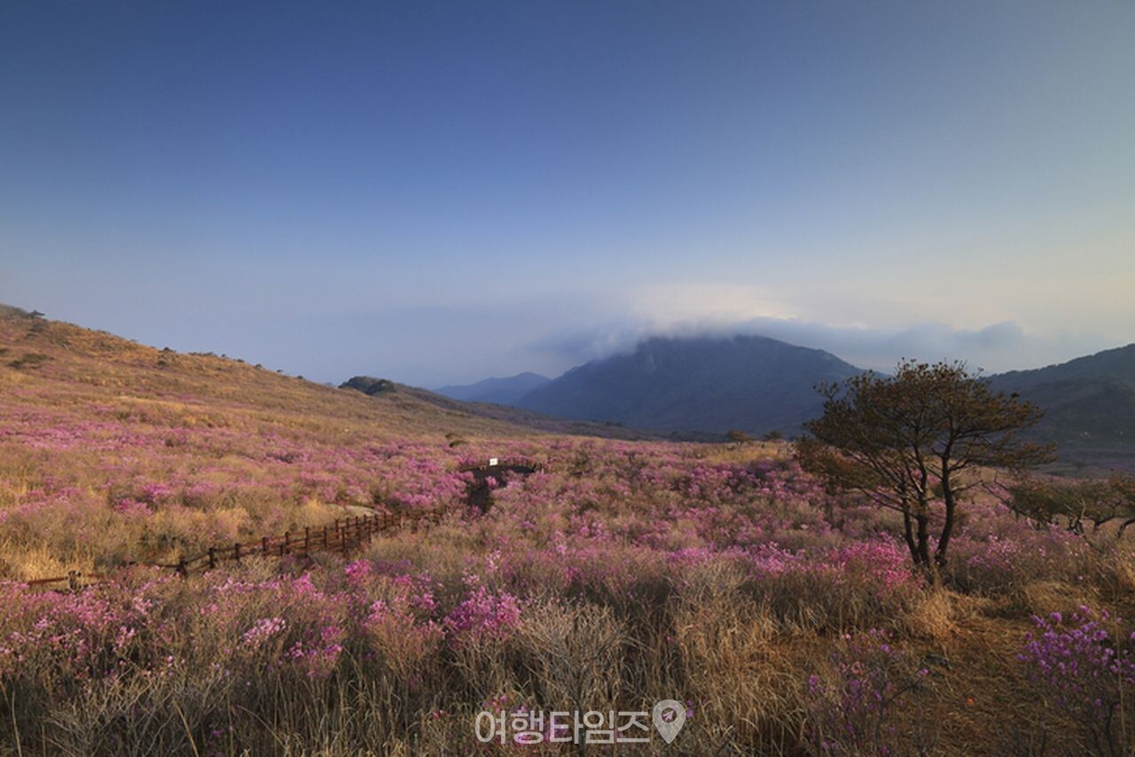 비슬산 / 사진=게티이미지뱅크