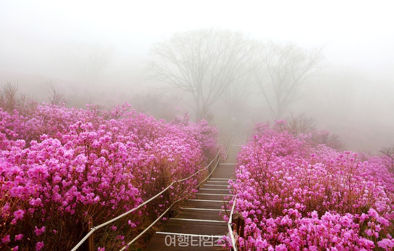 비슬산 / 사진=게티이미지뱅크