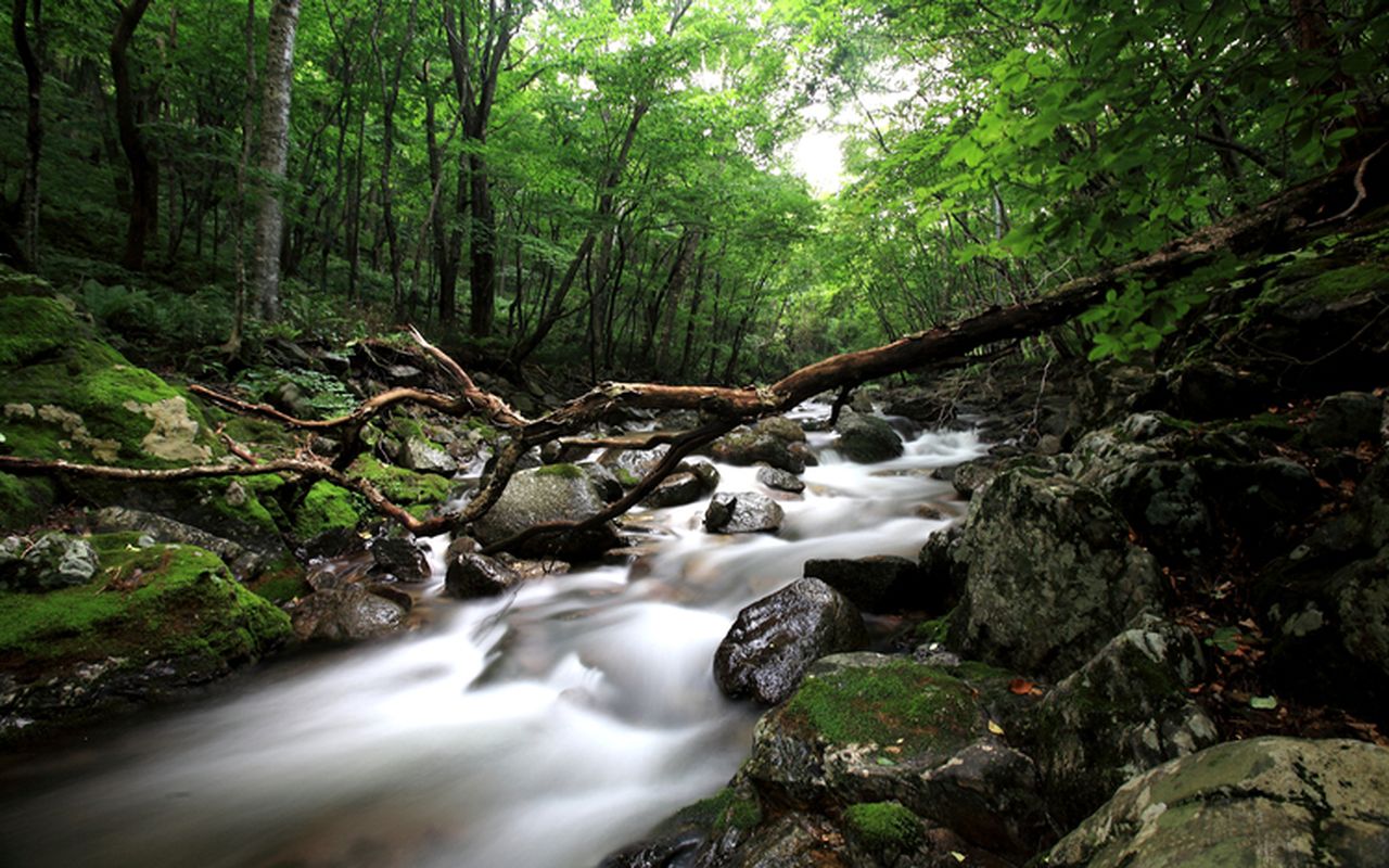 곰배령 / 사진=게티이미지뱅크