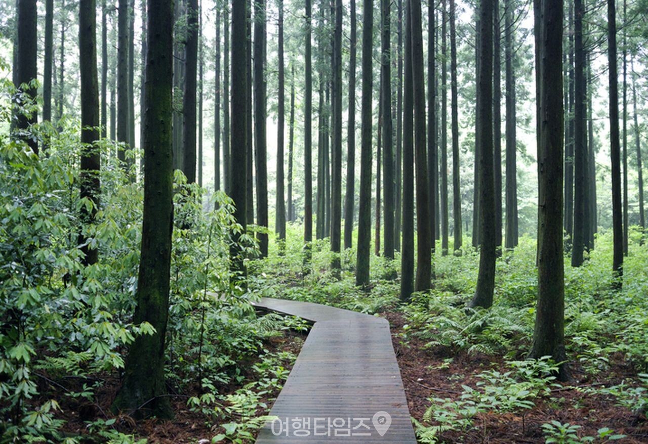 제주 사려니숲길 / 사진=게티이미지뱅크