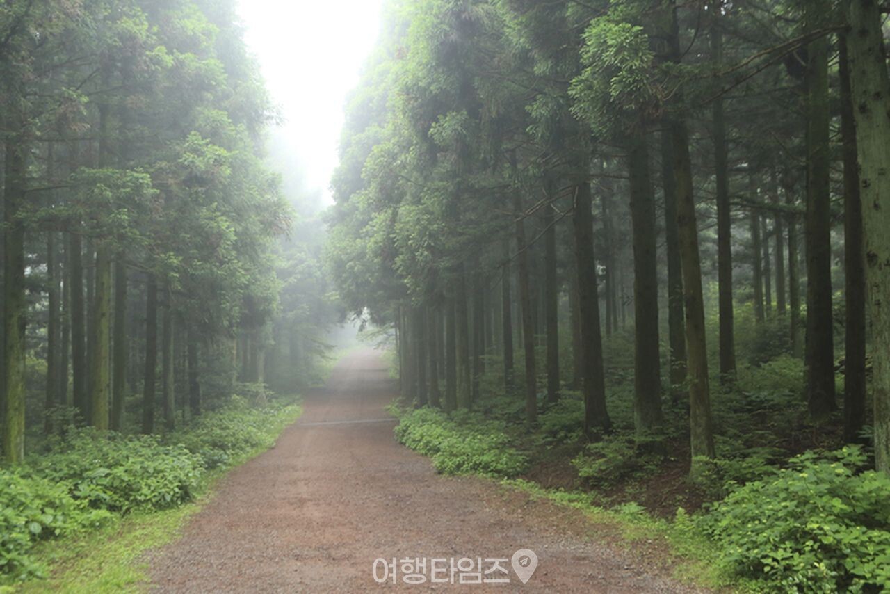 제주 사려니숲길 / 사진=게티이미지뱅크