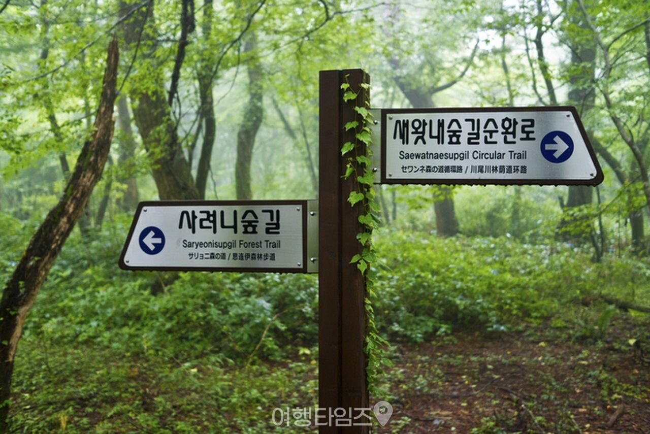 제주 사려니숲길 / 사진=게티이미지뱅크