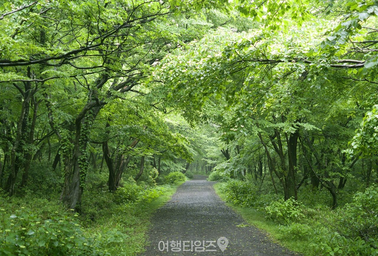 제주 사려니숲길 / 사진=게티이미지뱅크