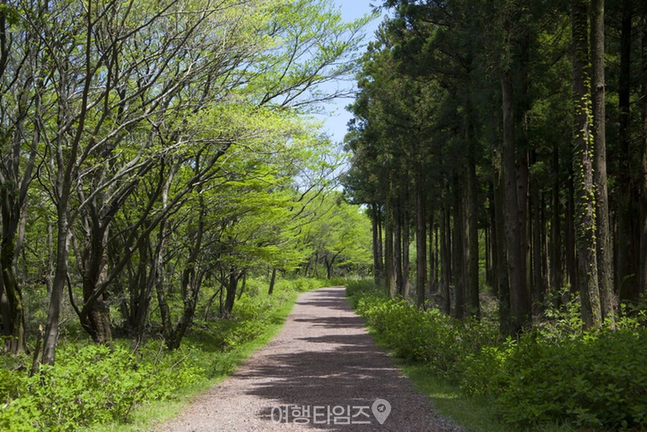 제주 사려니숲길 / 사진=게티이미지뱅크