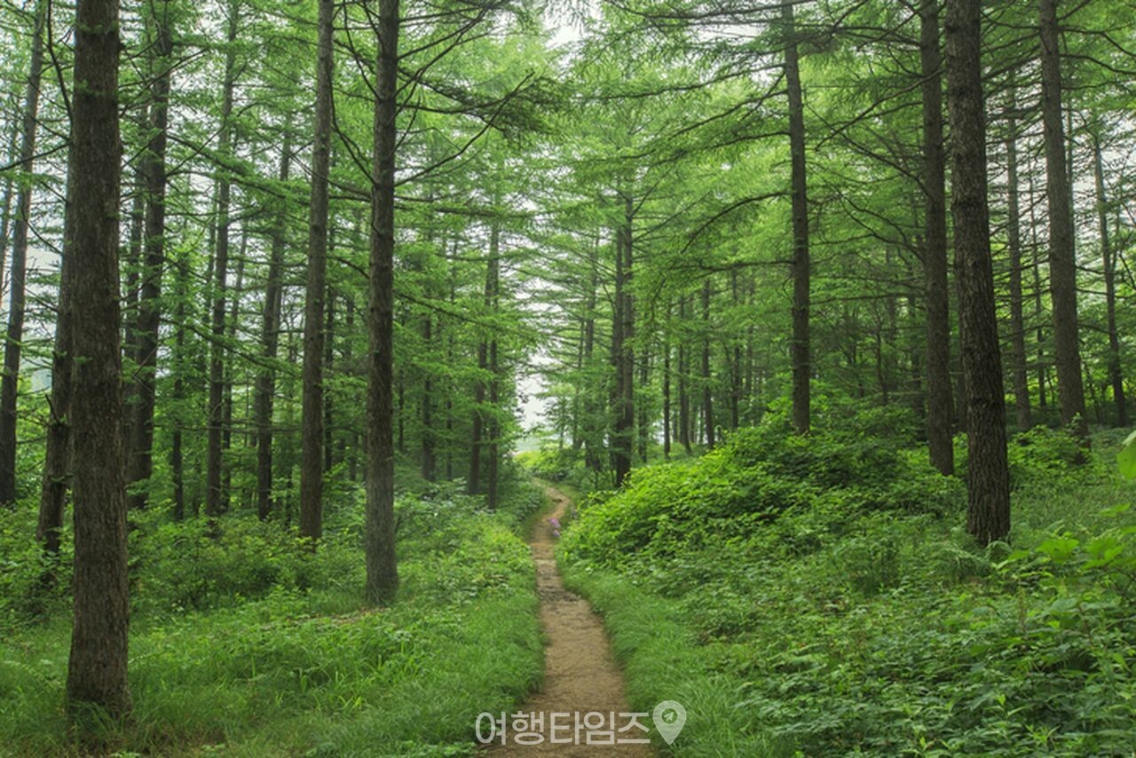 만항재  / 사진=게티이미지뱅크