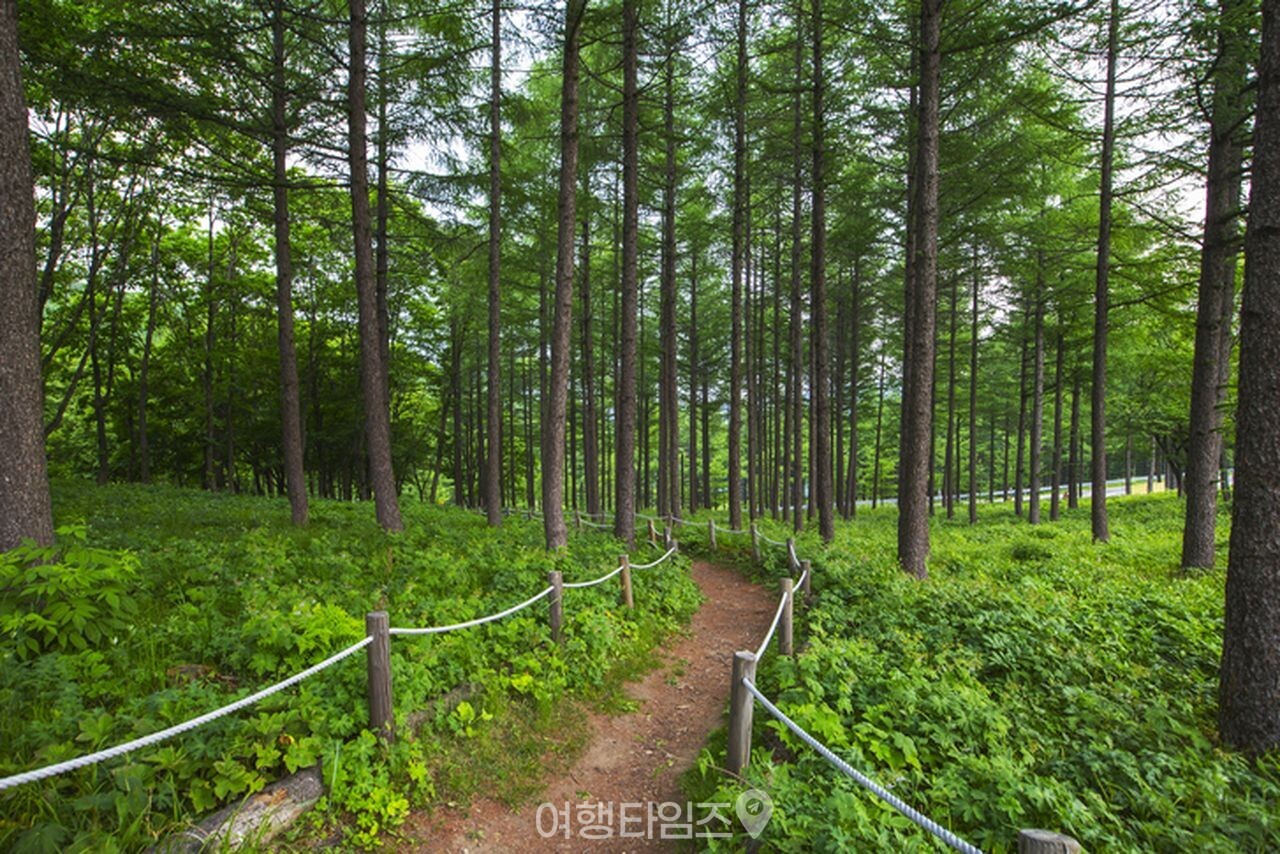 만항재  / 사진=게티이미지뱅크