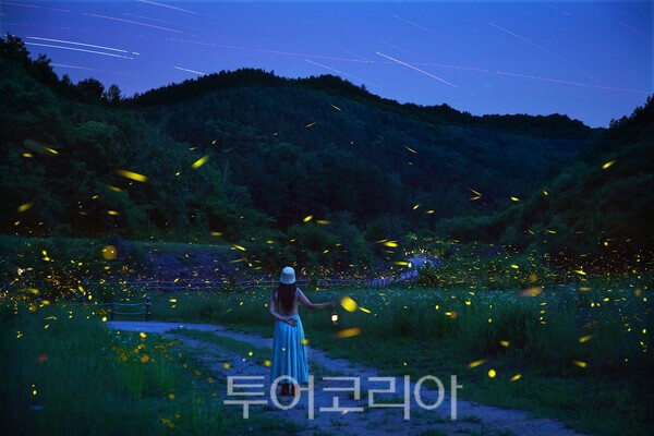 무주 운문산 반딧불이의 모습 _사진 / 투어코리아 유지훈 기자