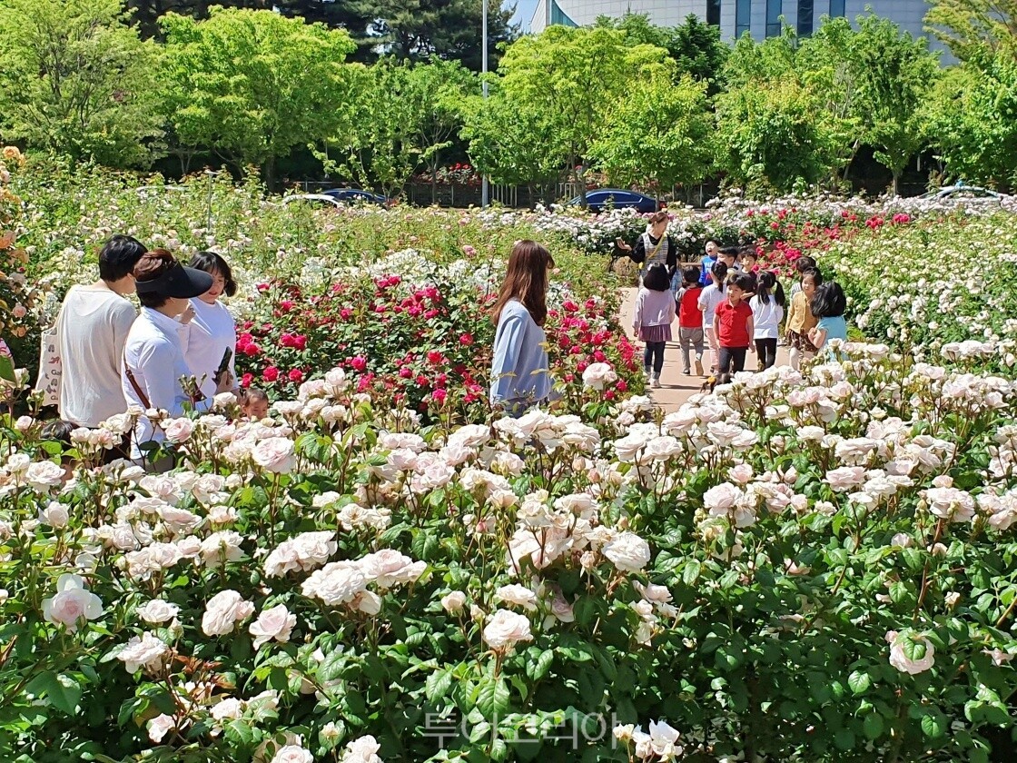 광주 장미원 / 사진-광주광역시