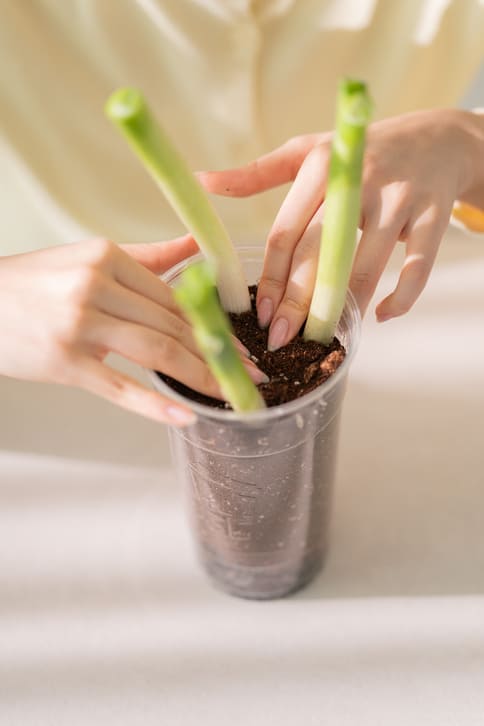 ⓒ게티이미지뱅크(대파)